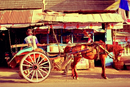 Cart transportation rural vehicle Photo