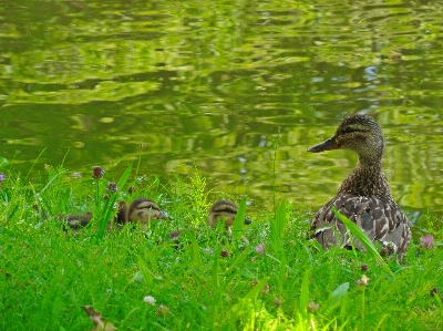 Water nature grass bird Photo