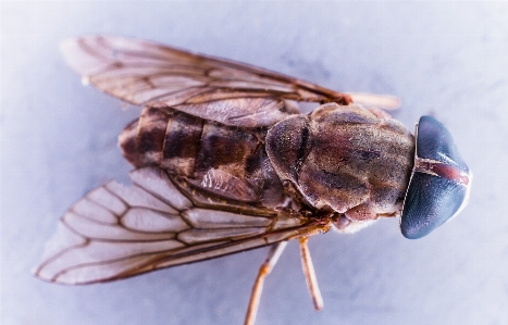 Wing photography fly insect Photo