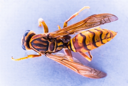 Foto Sayap serangga menutup fauna