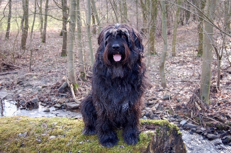 Foto Cane animale domestico mammifero