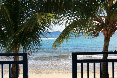 Beach sea tree ocean Photo