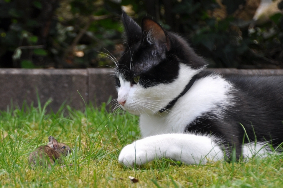 Herbe souris animal chat