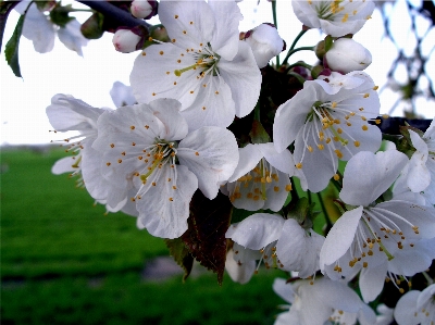 Tree nature branch blossom Photo