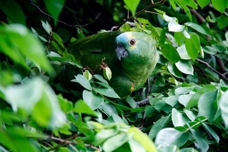 Foto Pohon alam hutan rumput