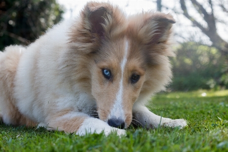 Foto Anak anjing satwa imut-imut