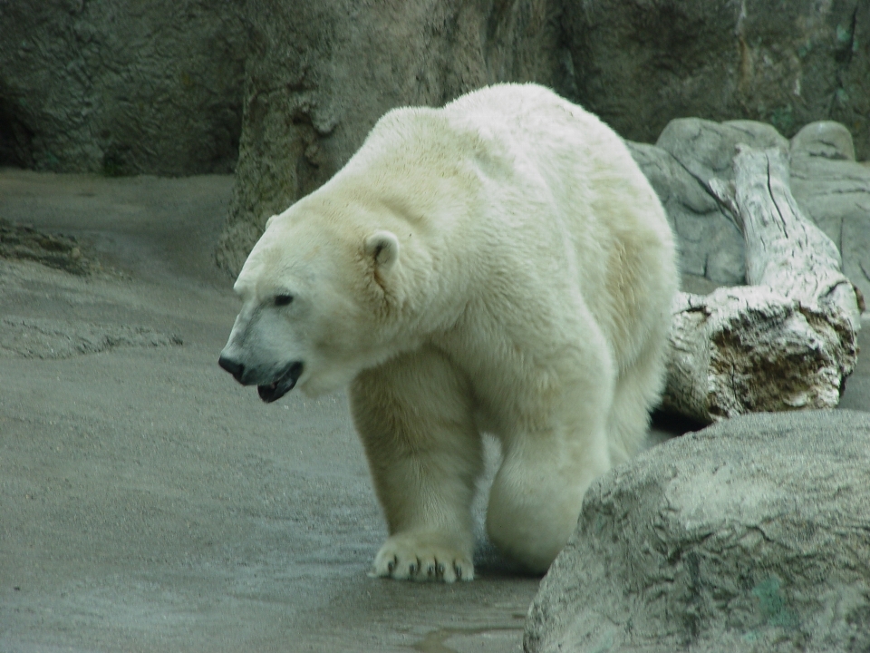 Nature blanc animal ours