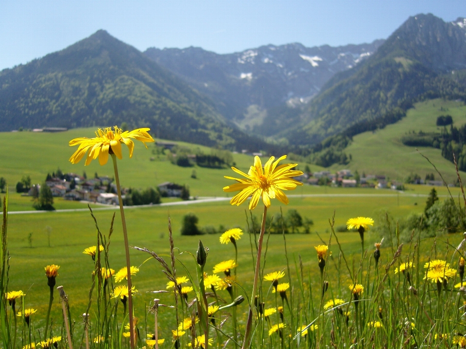 Landscape nature grass outdoor