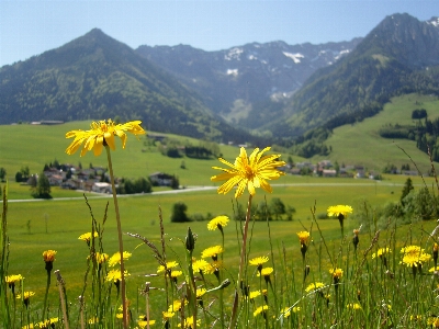 Landscape nature grass outdoor Photo