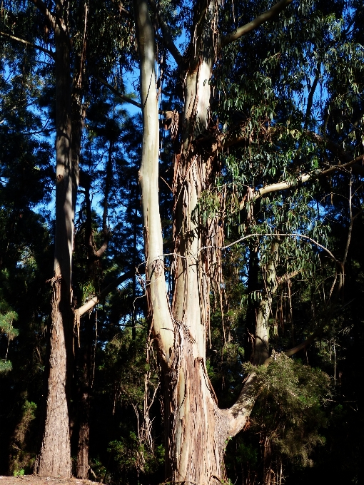 Tree nature forest branch