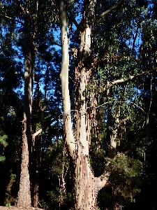 Tree nature forest branch Photo