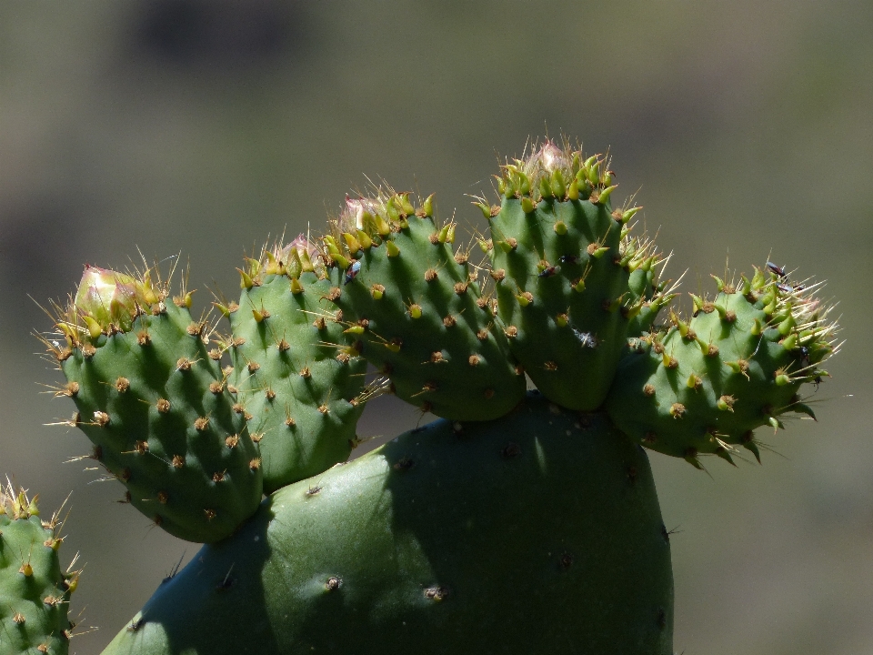 Nature prickly cactus plant