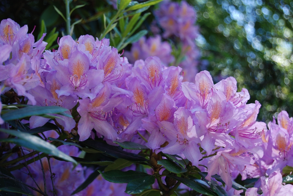 花 植物 紫 咲く