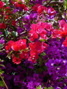 Blossom plant flower purple Photo