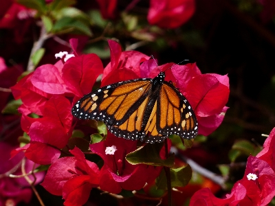 Plant leaf flower petal Photo