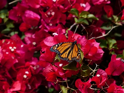 Nature plant leaf flower Photo