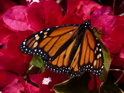 Leaf flower petal bush Photo