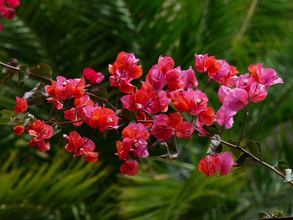 Blossom plant flower bush