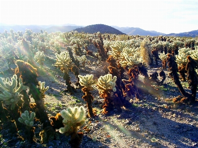 Foto Paisagem natureza cacto
 plantar