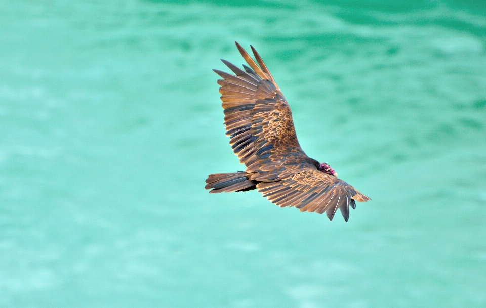 鳥 羽 野生動物 嘴