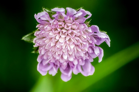 Nature blossom plant photography Photo