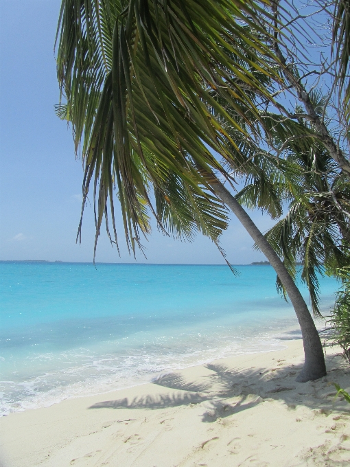 Pantai laut pesisir pohon