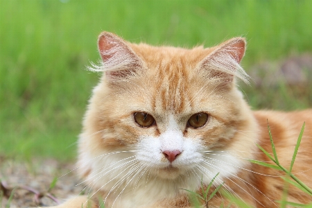 Foto Erba animale carino camminare