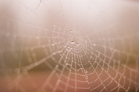 Nature dew wing fog Photo