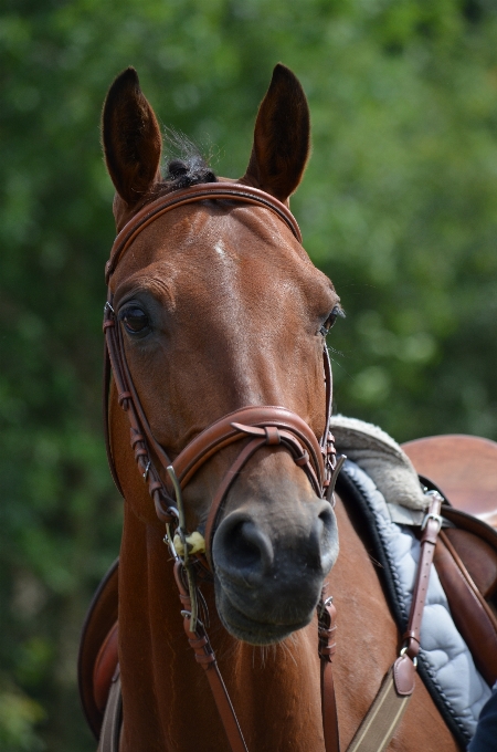 Horse rein mammal stallion