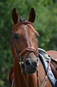 Horse rein mammal stallion Photo