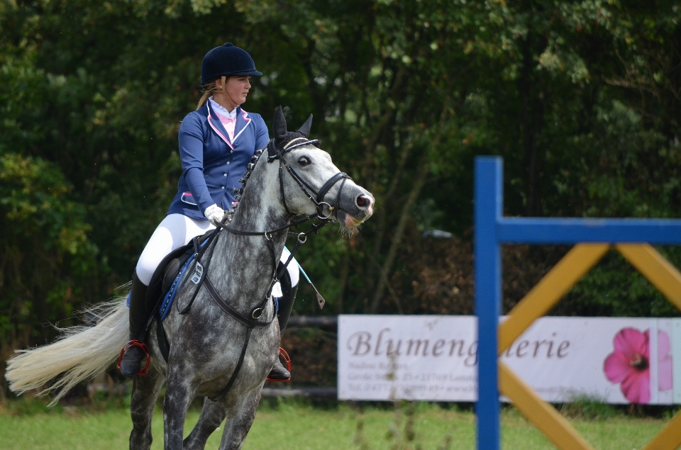 Des loisirs sauter cheval étalon