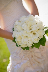 Plant white flower petal Photo