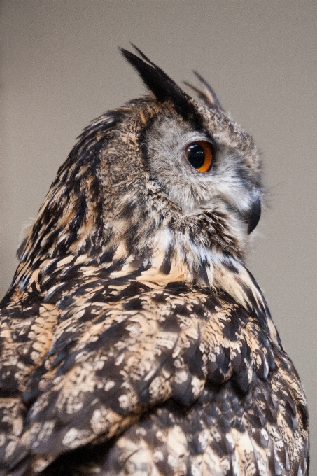 Pájaro ala fauna silvestre pico