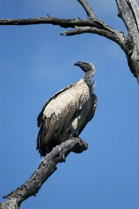 Branch bird wing wildlife Photo