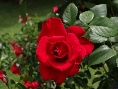 Plant flower petal rose Photo