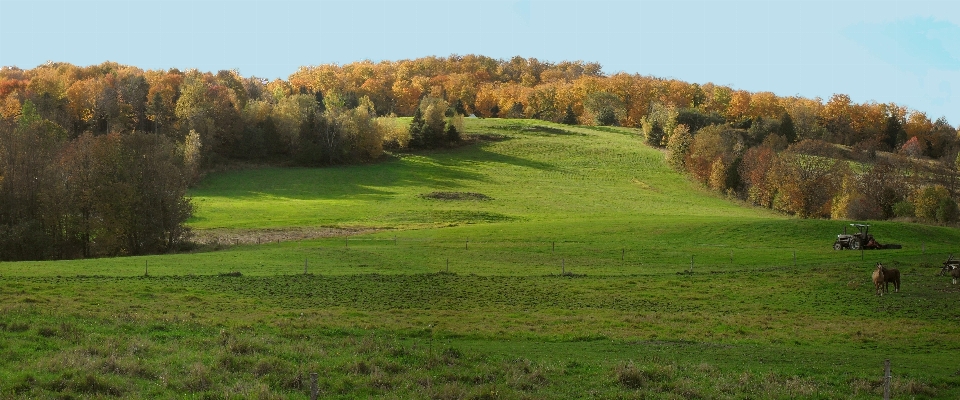 Landschaft baum natur gras