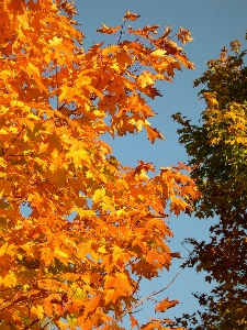 Tree nature outdoor branch Photo