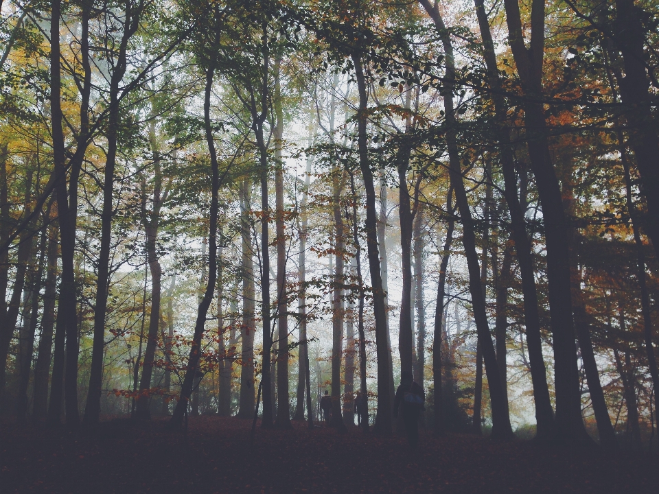 Paysage arbre nature forêt