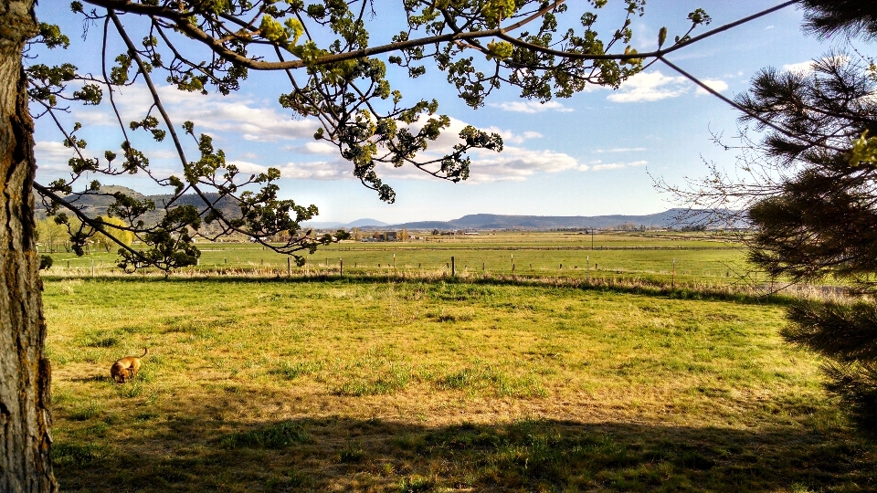 Krajobraz drzewo natura trawa