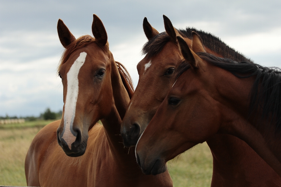 Pasture horse rein mammal