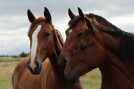 Pasture horse rein mammal Photo