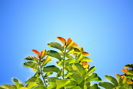 Tree nature grass branch Photo