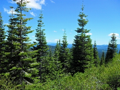 Landscape tree nature forest Photo