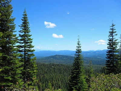 Foto Paesaggio albero natura foresta