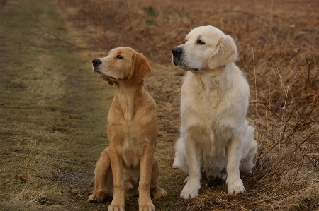 Forest play dog train Photo