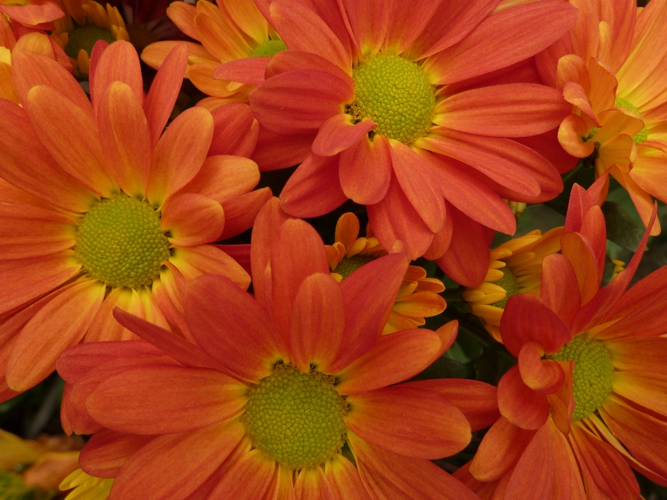 Plant flower petal orange