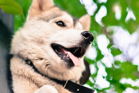 Foto Anak anjing satwa imut-imut