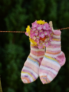 Plant leaf flower petal Photo