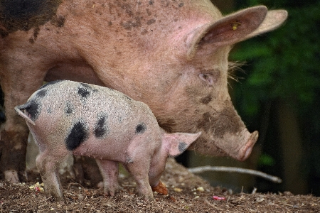 Foto Azienda agricola mammifero fauna giovanotto
