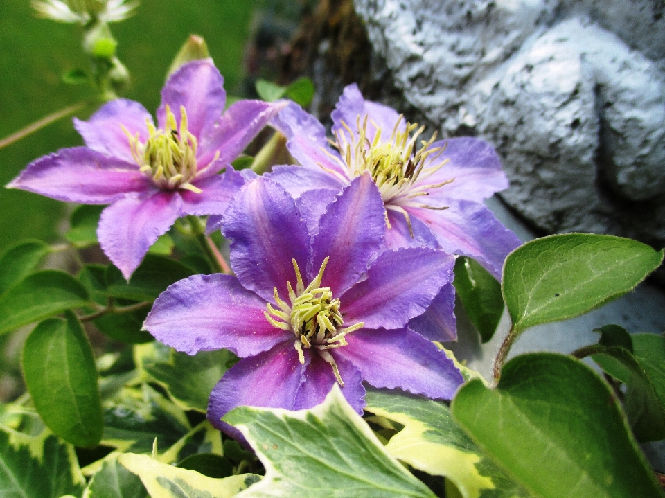 Blossom plant flower petal